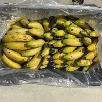 موز خوب چابهاری حراج ۱۲۰هزار تا ۴تن در شیراز