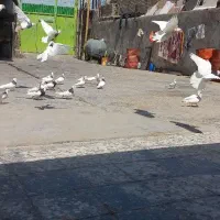 تعداد 20عدد طوقی ماده