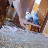 جفت مرغ عشق ‌