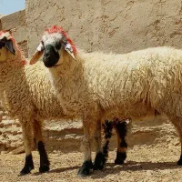 دوتا.گوسفنده ابست