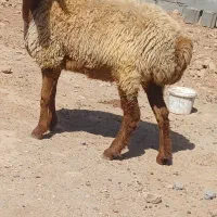 یک عددکاوردودندان بفروش میرسد