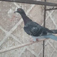 هفرنگ|پرنده|اقبالیه, |دیوار