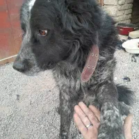 سگ نر نژاد قدرجونی آماده برای کشش