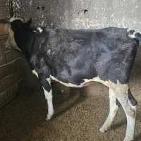 گاوافتاده