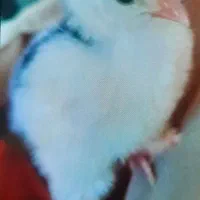 جوجه برهما تخم نطفه دار