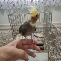عروس هلندی ۶ ماهه با قفس و تمام وسایل