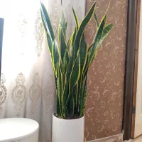 سانسوریا ابلق پربرگ با گلدان