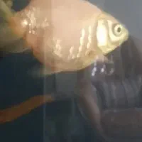 ماهی منقش به لفظ جلاله الله