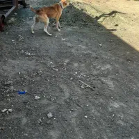 سگ خراسانی