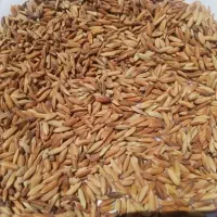شلتوک بزری..شلب