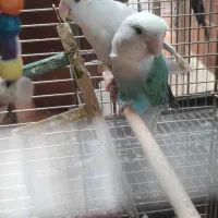 یک جفت طوطی کوتوله