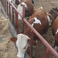 دونفر کارگر مجرب جهت کار در گاوداری