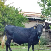 گاو،شاه گاو دورگ چالوسی آبستن
