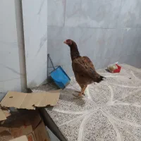 جوجه لاری