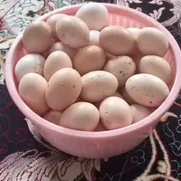تخم مرغ محلی