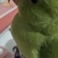 طوطی ملنگو گمشده