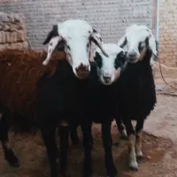 بره ماده داشتی