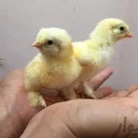 دستگاه جوجه کشی168تایی