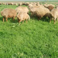 فروشی ۲۰ راس بره گوشتی نرو ماده