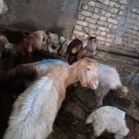 فروش بز