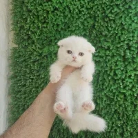 نقره ای خانم تخفیفی