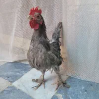 خروس نژاد سبرایت پاپر