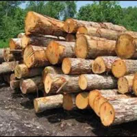 خرید چوب درختی