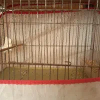 جوجه سهره قفس