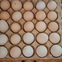 فروش تخم نطفه دار محلی گلین