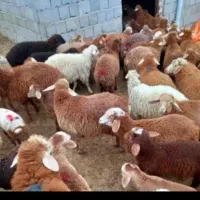 فروش گوسفند زنده‌ وگوشت تازه‌کشتار روزارزان