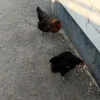 مرغ|حیوانات مزرعه|اردبیل, |دیوار