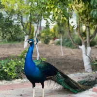 طاووس|پرنده|صوفیان, |دیوار