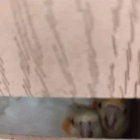 دوجفت عروس هلندی با تخم