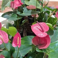 انواع گل های آپارتمانی و بیرونی