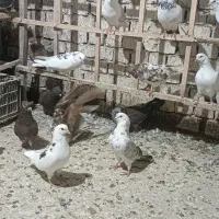 فروش کبوتر