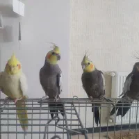 عروس هلندی نر