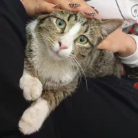 گربه خانگی تمیز و بامحبت