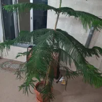 کاج