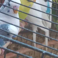 مرغ عشق بالغ