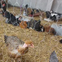 جوجه دو ماهه با قیمت توافقی