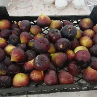 انجیر