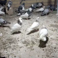 کبوتر