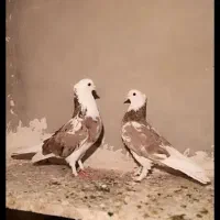 کبوتر کفتر