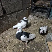 جوجه کبوتر