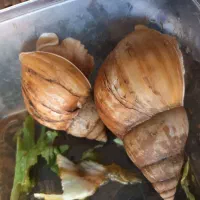 حلزون بهداشتی