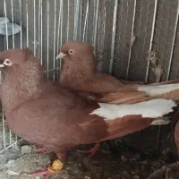 کبوتر یا کفتر