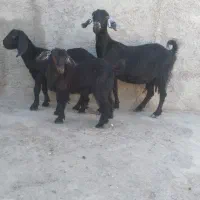 بز با دو کعره