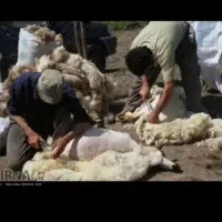 برینه گوسفند