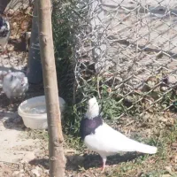 کبوتر