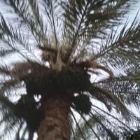 فروش-باغ-خرما